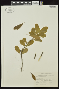 Sideroxylon lanuginosum image