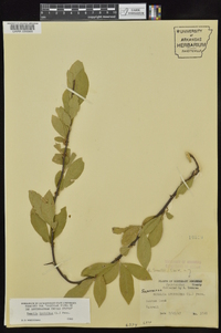 Sideroxylon lycioides image