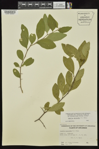 Sideroxylon lycioides image