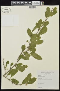 Sideroxylon lycioides image