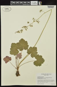 Heuchera americana image