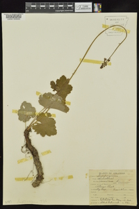 Heuchera americana image