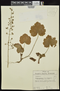 Heuchera americana var. hirsuticaulis image