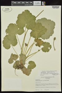 Heuchera americana image