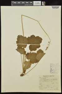 Heuchera americana var. hirsuticaulis image