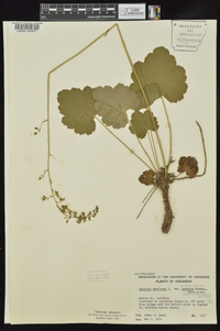 Heuchera americana var. hirsuticaulis image