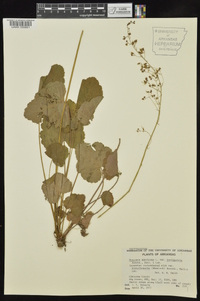 Heuchera americana var. brevipetala image