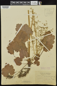 Heuchera americana var. brevipetala image