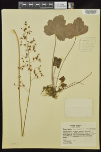 Heuchera americana image