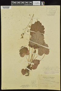 Heuchera americana var. interior image