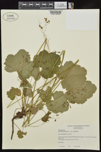 Heuchera americana var. americana image