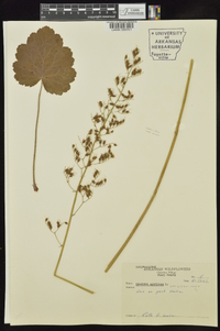 Heuchera americana var. hirsuticaulis image