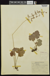 Heuchera americana image