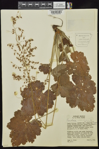 Heuchera americana var. hirsuticaulis image