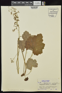 Heuchera americana var. hirsuticaulis image