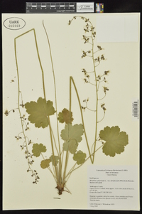 Heuchera americana var. hirsuticaulis image