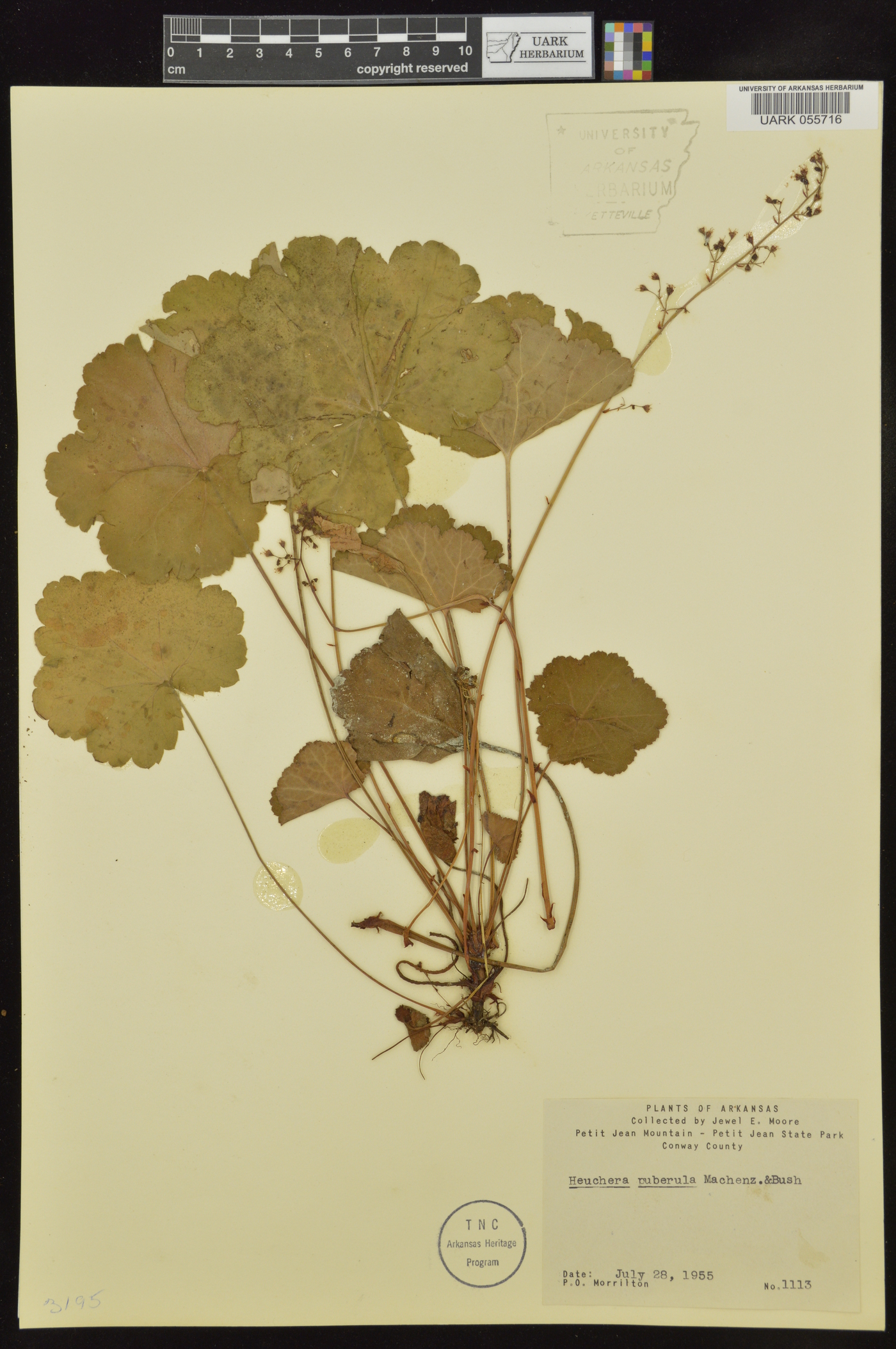 Heuchera puberula image