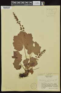 Heuchera villosa var. arkansana image