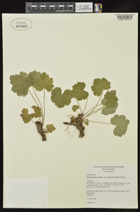 Heuchera villosa image