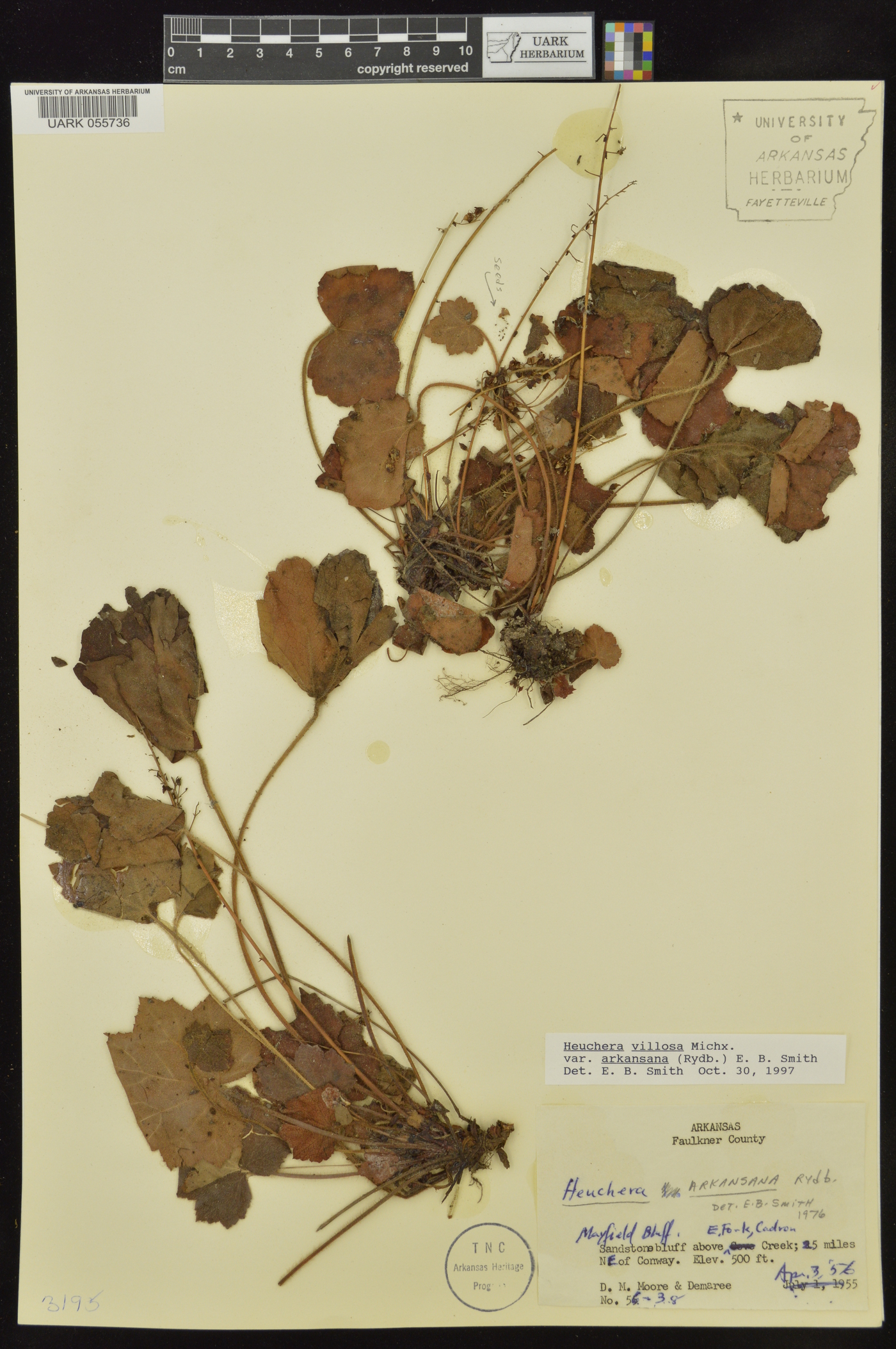 Heuchera villosa var. arkansana image