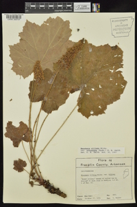 Heuchera villosa var. arkansana image