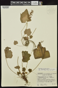 Heuchera villosa var. arkansana image