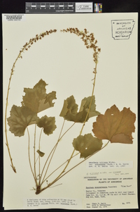 Heuchera villosa var. arkansana image