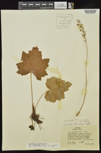 Heuchera villosa var. arkansana image