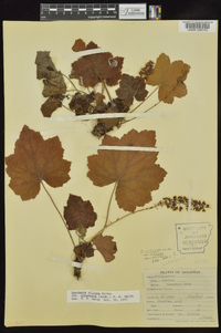 Heuchera villosa var. arkansana image