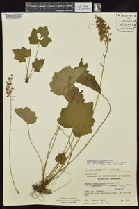 Heuchera villosa image