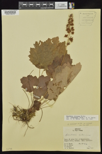 Heuchera villosa image