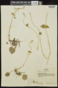 Mitella diphylla image