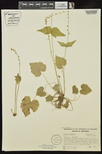 Mitella diphylla image