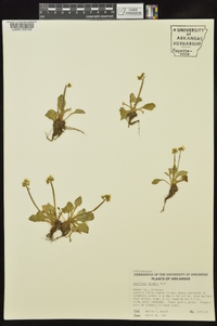 Micranthes palmeri image