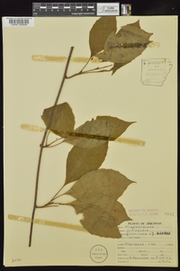 Schisandra glabra image