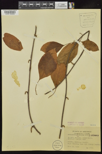 Schisandra glabra image