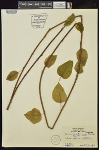 Schisandra glabra image