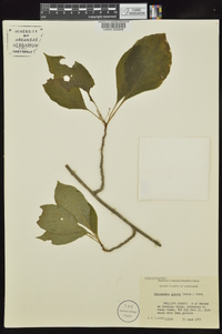 Schisandra glabra image