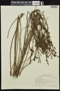 Agalinis fasciculata image