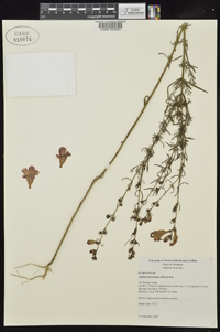 Agalinis fasciculata image