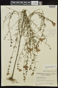 Agalinis fasciculata image