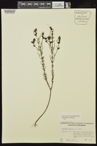 Agalinis fasciculata image