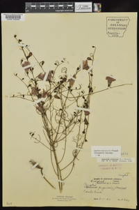 Agalinis purpurea image