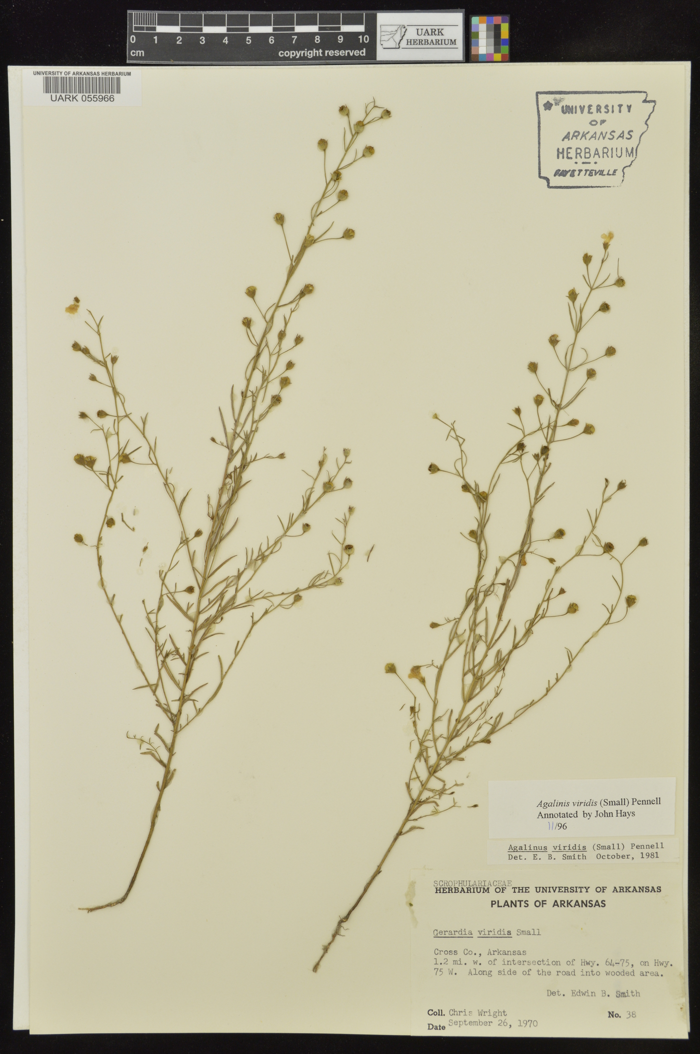 Agalinis viridis image