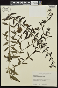 Aureolaria grandiflora image