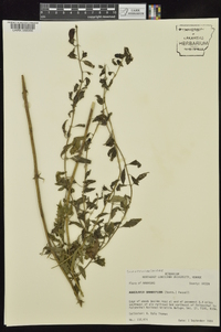 Aureolaria grandiflora image