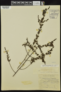 Aureolaria pectinata image