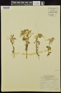 Bacopa rotundifolia image