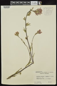 Castilleja coccinea image