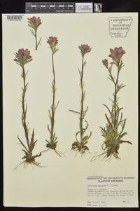 Castilleja coccinea image